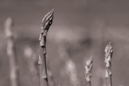 Racines d'asperge